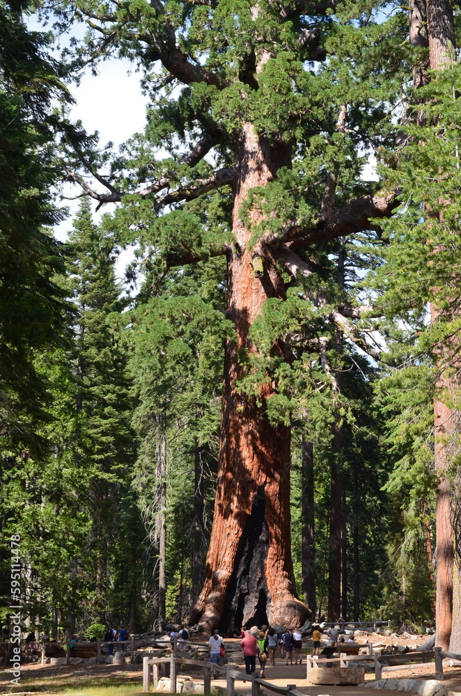 Fototapeta premium Yosemite National Park