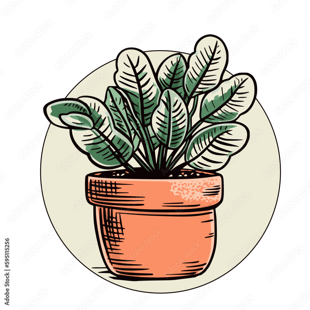 houseplant in clay pot houseplant in clay pot
