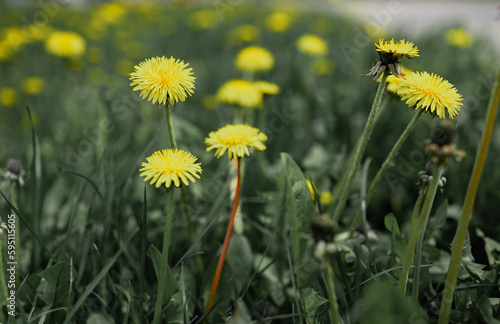 Spring green lawn with yellow dandelion flowers. Spring. Background.