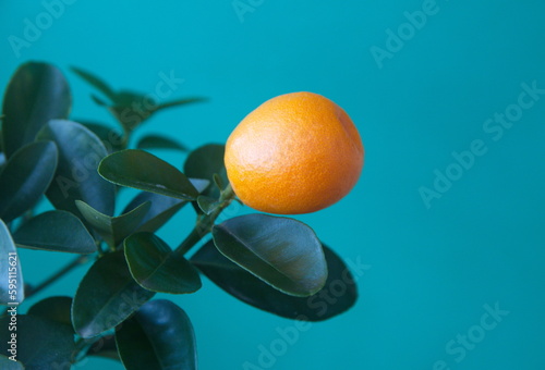  Kumquat tree   with orange fruit  fortunella margarita  ornamental houseplant native to Southern China   on turquoise green background