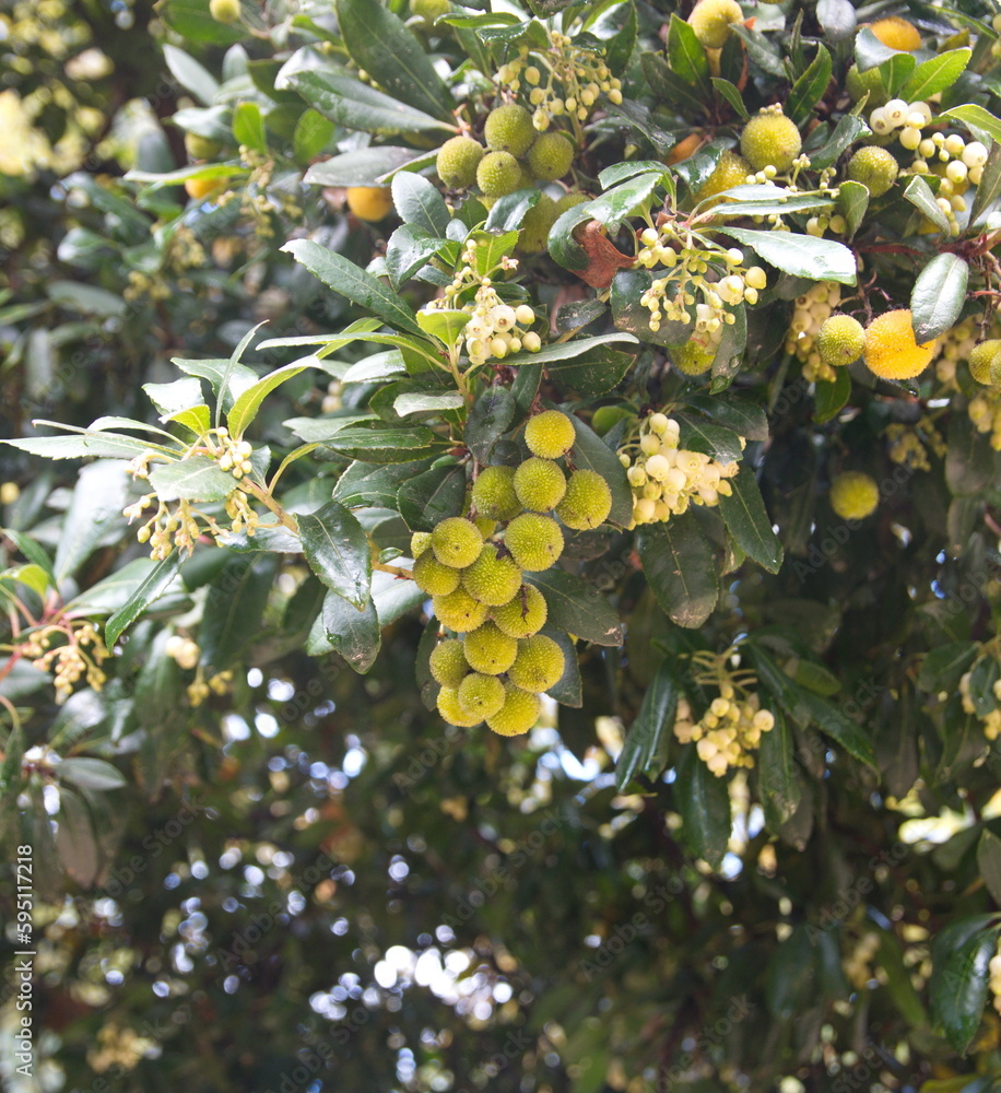 Fructification of Arbutus unedo, common name Fructification of Arbutus unedo, common name