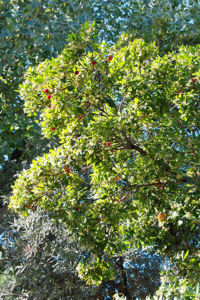 Fructification of Arbutus unedo, common name Fructification of Arbutus unedo, common name