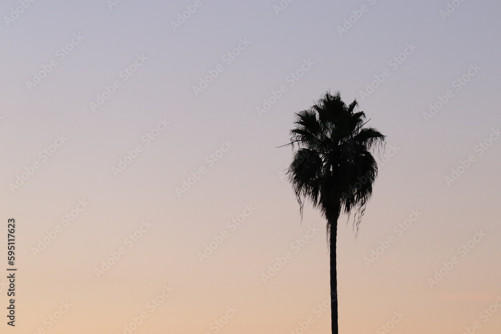 Obraz premium palm sky