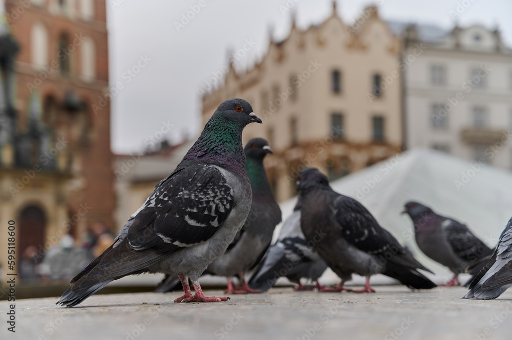 Obraz premium Close up view of flock of pigeons.