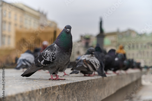 Row of pigeons sitting on curb in square.