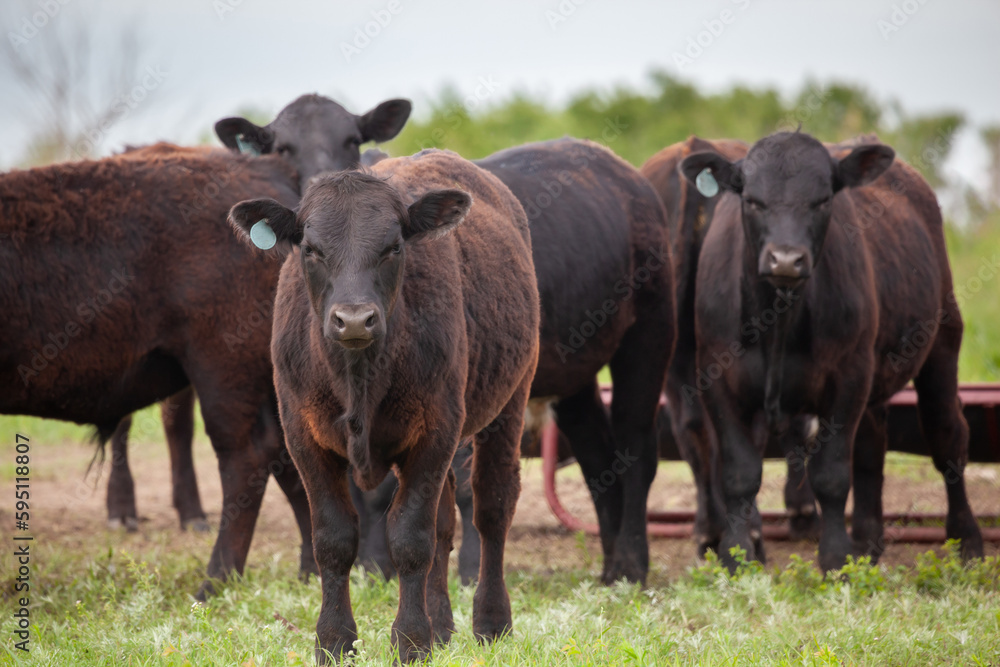 Black Angus cattle herd