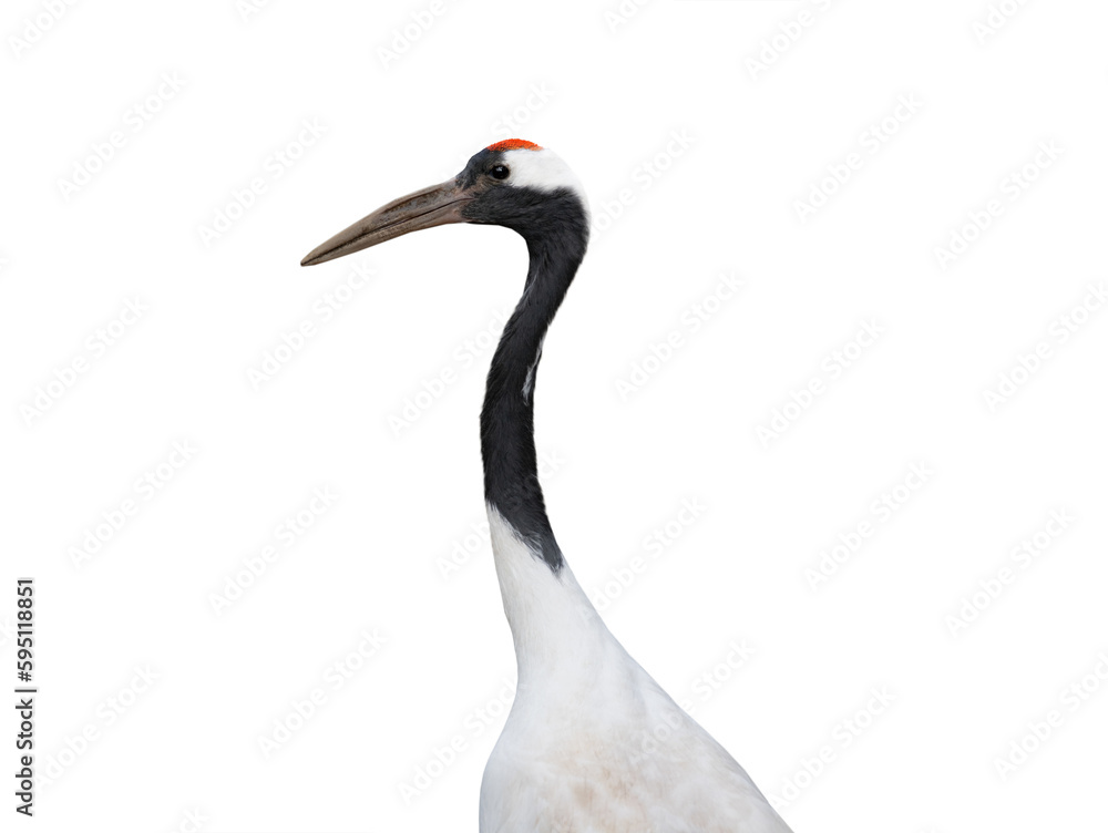Fototapeta premium red crowned crane isolated on white background