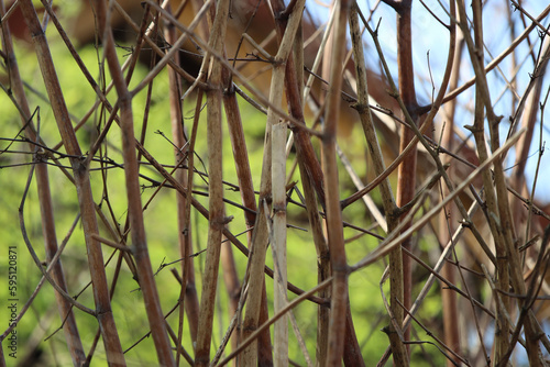 Sträucher, Hecke, Frühjahr