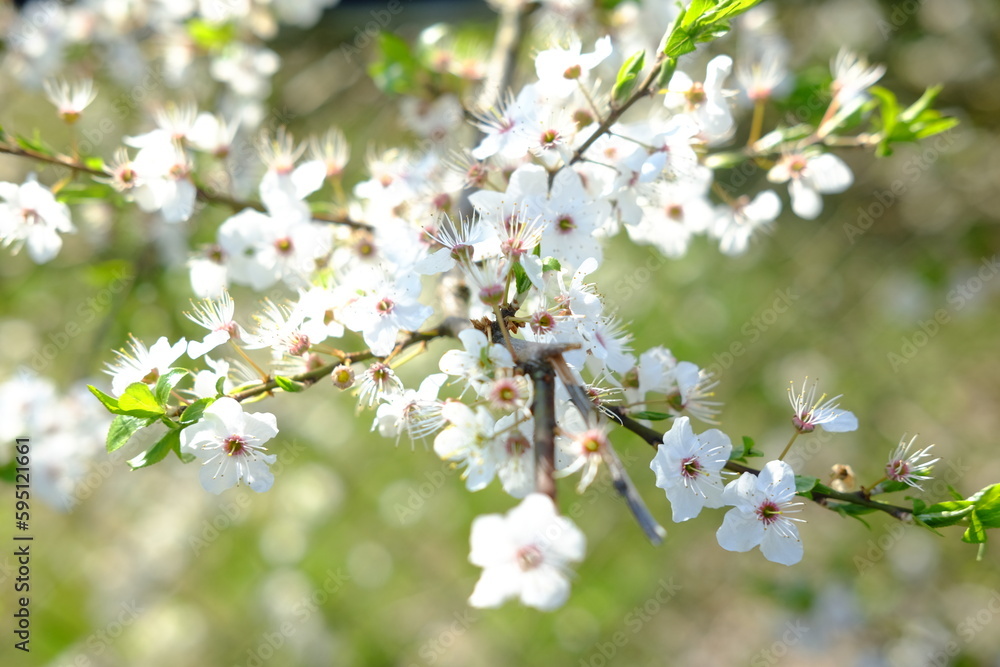 Apple blossom. Spring white and green flowers. Sunny day Apple blossom. Spring white and green flowers. Sunny day