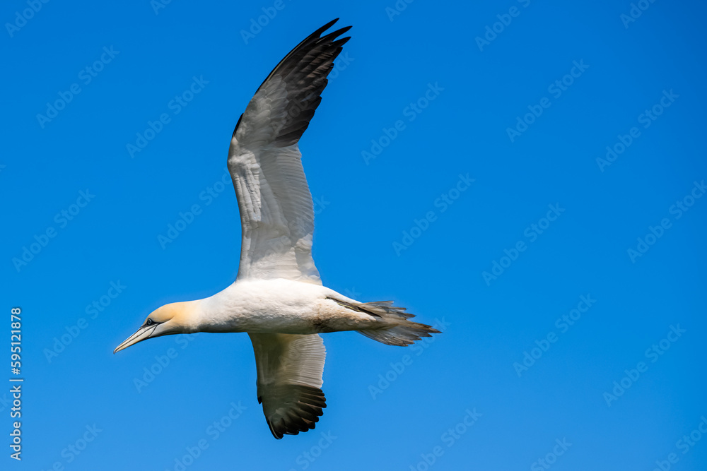 Fototapeta premium Common gannet in flight 