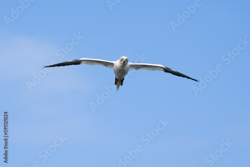 Common gannet in flight 