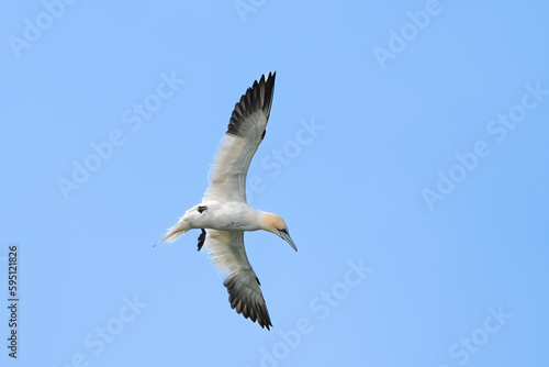 Common gannet in flight 