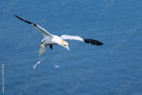 Foto Common gannet in flight
