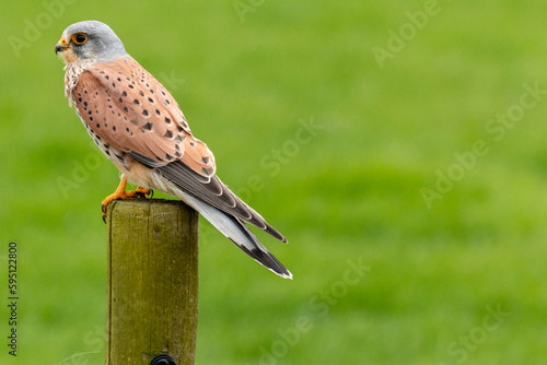 european kestrel stands on a pole in front of a grass landscape, negatice space photo