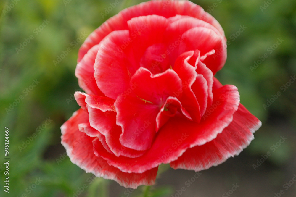 Close up of beautiful, red, blooming poppies in a natural field Close up of beautiful, red, blooming poppies in a natural field