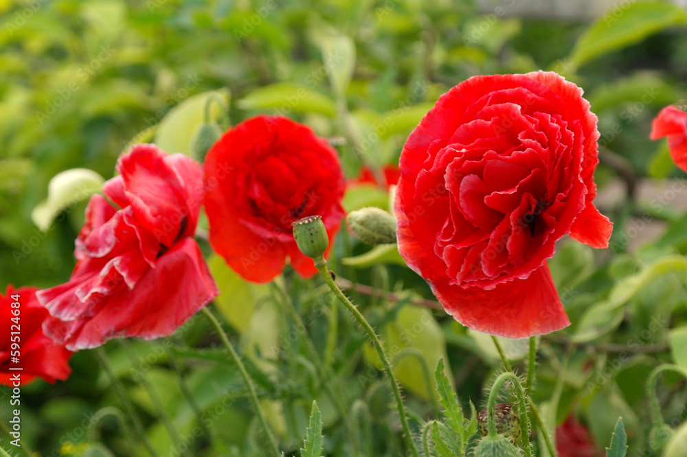 Close up of beautiful, red, blooming poppies in a natural field Close up of beautiful, red, blooming poppies in a natural field