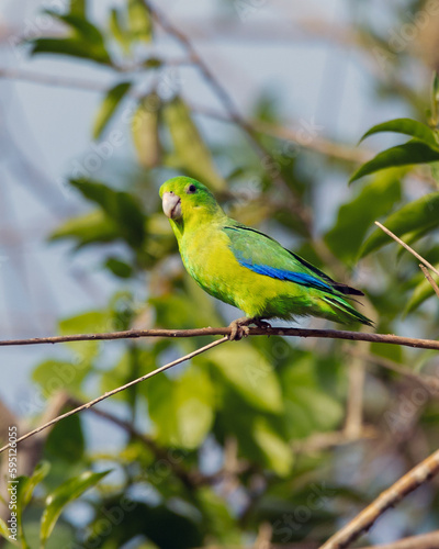A Blue-winged Parrotlet also know as Tuim perched on branch. Species Forpus xanthopterygius. Animal world. Bird lover. Birdwatching. Birding. The smallest parrot in Brazil. photo