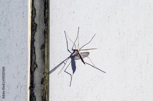 Tipuloidea Midge mosquito with long legs sits on the wall photo