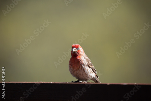 Common House Finch brightly lit