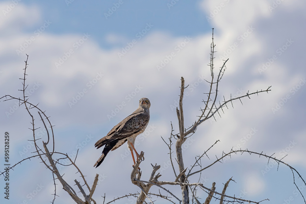 goshawk perching in etosha national park goshawk perching in etosha national park