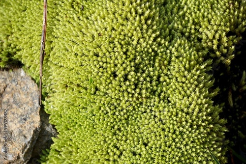 Close up of green moss on a stone