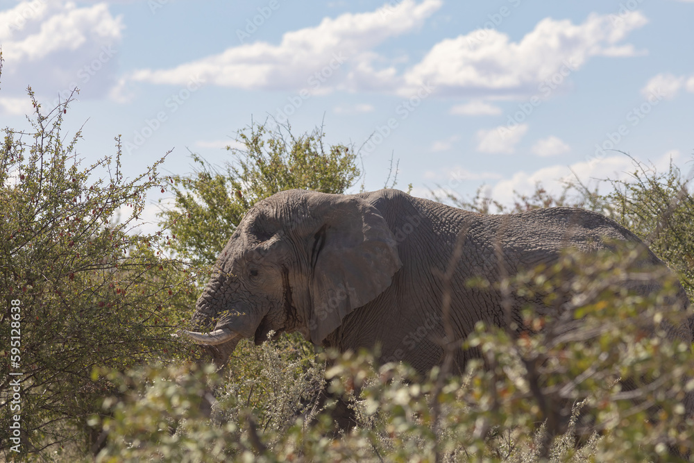 Fototapeta premium elephant in the wild of etosha national park, Namibia