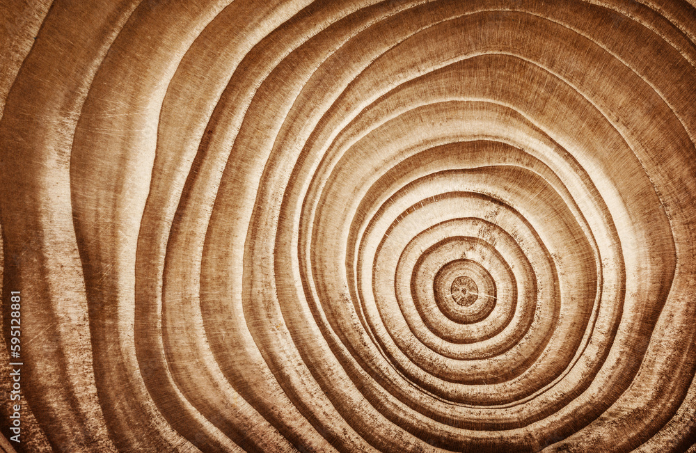 Stump of tree felled - section of the trunk with annual rings. Slice larch wood. Stump of tree felled - section of the trunk with annual rings. Slice larch wood.
