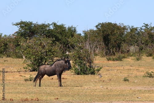 wildebeest in the wild of etosha