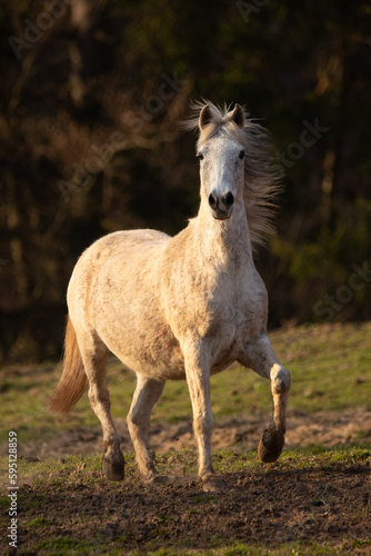 Schimmel galopiert in Abendsonne