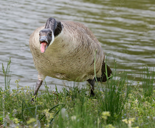 Hissing close up Canada Goose 