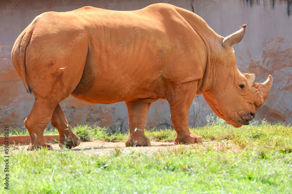 Fototapeta premium African white rhino isolated in selective focus