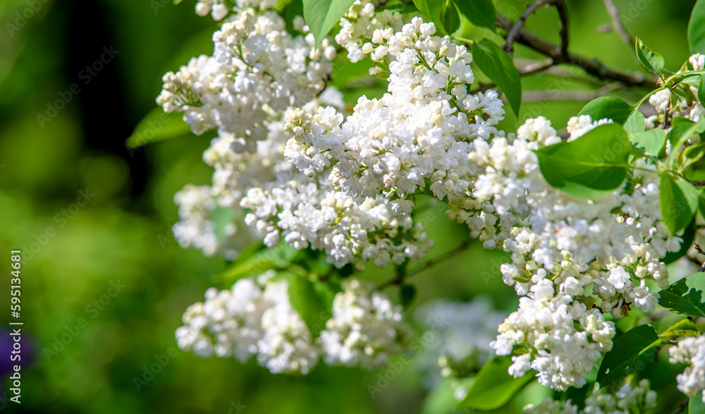 Inflorescence of a white lilac against a blue sky
Inflorescence of a white lilac against a blue sky