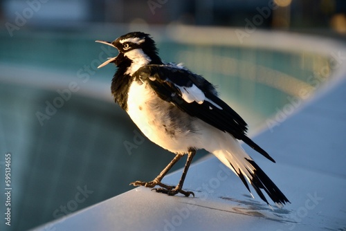 Cuadro en lienzo Magpie lark squawking on a railing in the dew