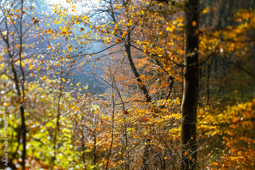 Tilt-shift depth of field at colorful forest in autumn stock photo