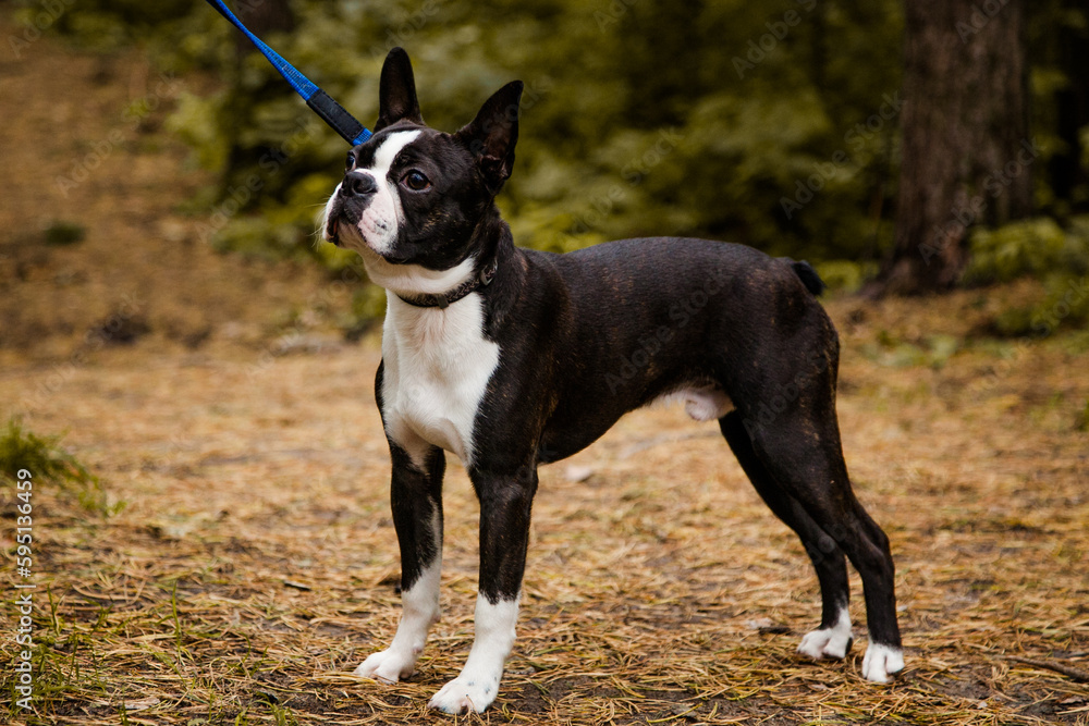 Boston Terrier black and white dog with big eyes and a flattened nose in the woods on a lead with a collar