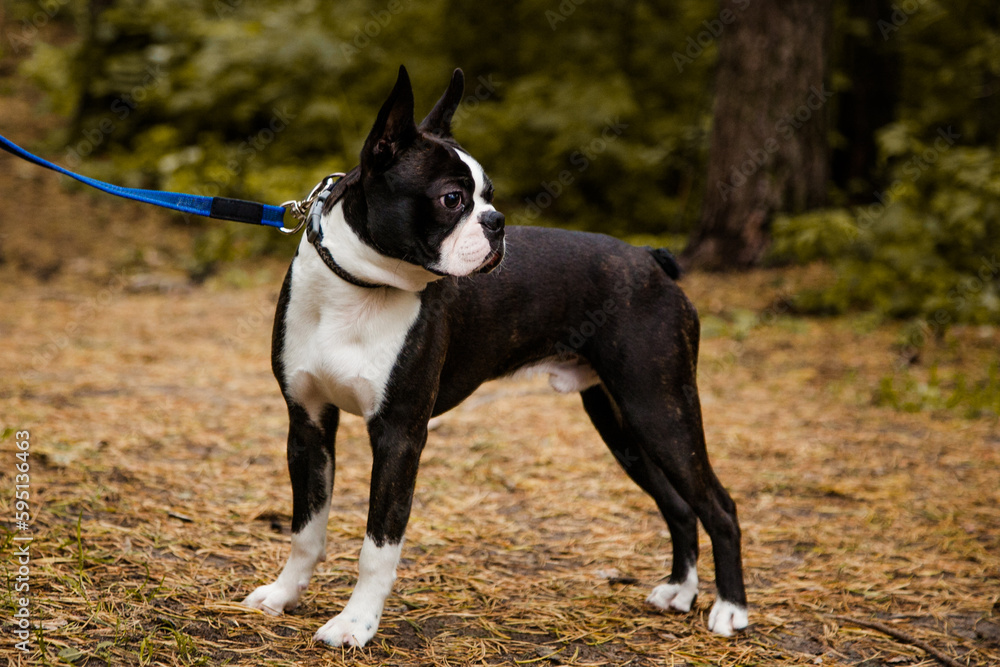 Boston Terrier black and white dog with big eyes and a flattened nose in the woods on a lead with a collar