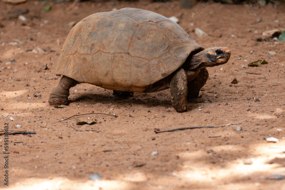 Jabuti- Piranga or Red-footed tortoise (Chelonoidis carbonaria) . Brazilian turtle Jabuti- Piranga or Red-footed tortoise (Chelonoidis carbonaria) . Brazilian turtle