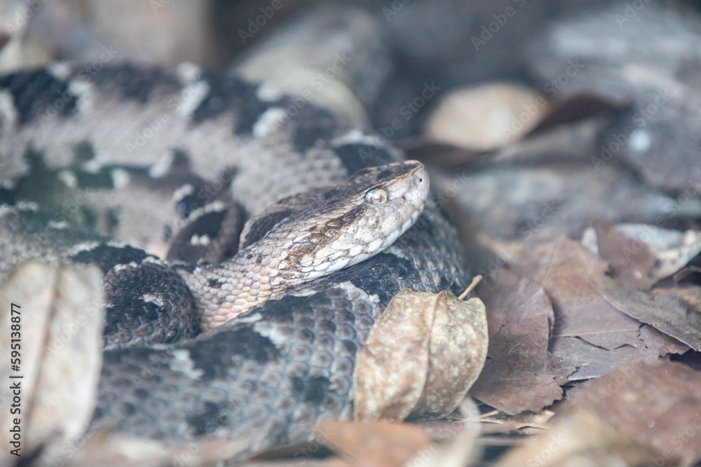Fototapeta premium Jararaca Snake (Bothrops Jararaca) on the ground. Poisonous Brazilian snake. Caiçara snake, urutu snake