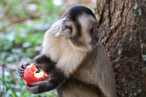 Capuchin monkey (sapajus), typical Brazilian monkey. photo