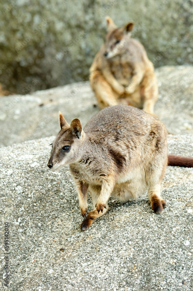 Fototapeta premium Rock Wallaby, a small macropod native to Australia. Queensland. Close-up