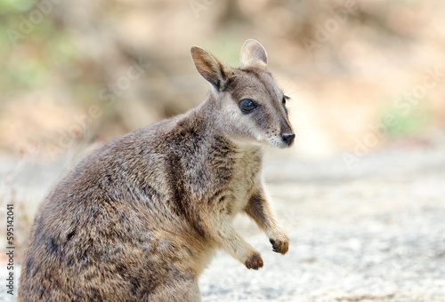Rock Wallaby,  a small macropod native to Australia.  Queensland.  Close-up Portrait.