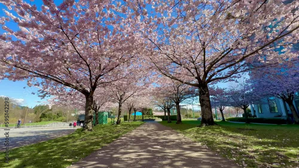 Spring Cherry Blossoms in full bloom at Stanley park walkway Spring Cherry Blossoms in full bloom at Stanley park walkway
