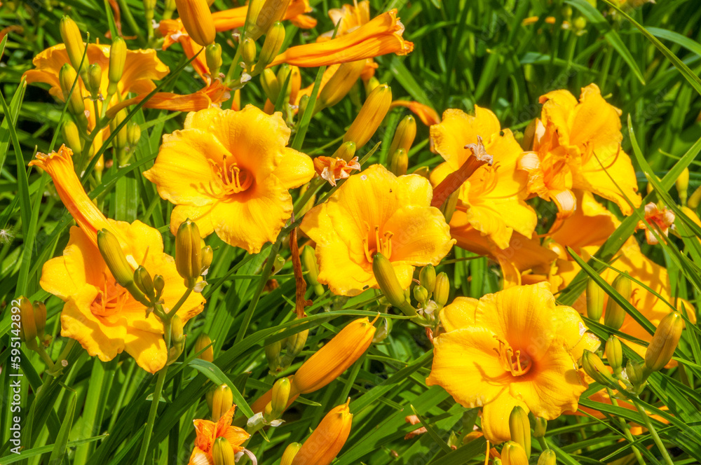 Yellow Daylilies Growing In The Garden In Summer Yellow Daylilies Growing In The Garden In Summer