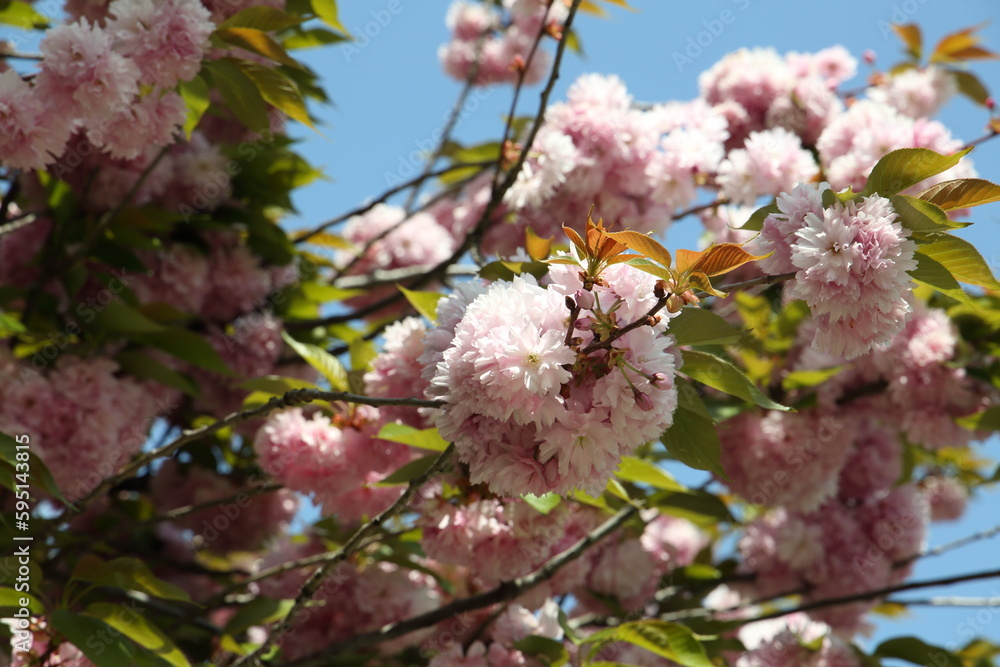 Cherry (sakura) blossom at sunny spring day in Serbia Cherry (sakura) blossom at sunny spring day in Serbia