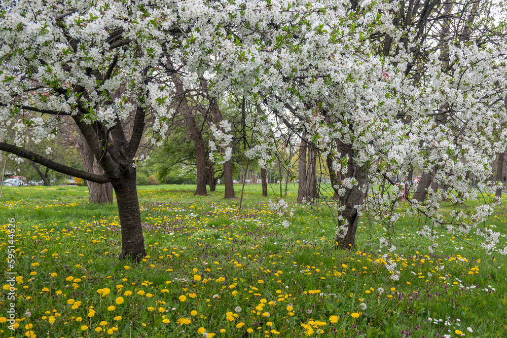 Spring flowers at South Park in city of Sofia, Bulgaria
