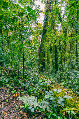 Fototapeta Naklejka Na Ścianę i Meble -  View of Cloud Forest, Sky Adventures Monteverde Park, Monteverde, Costa Rica