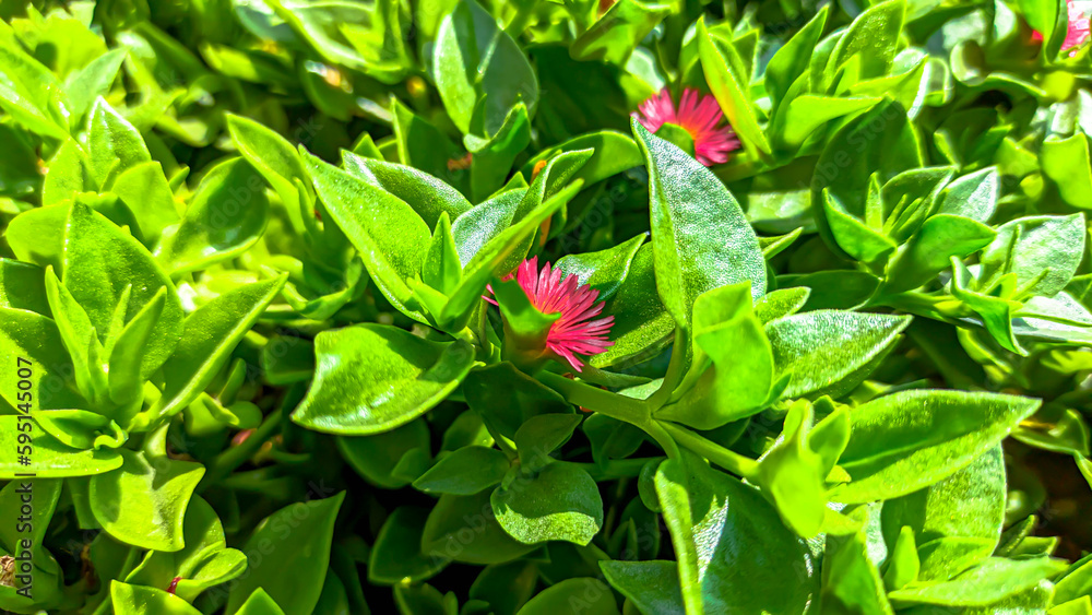 Planta Rocio Color Rosa Planta Rocío, una especie de Mesembryanthemun Stock Photo | Adobe Stock