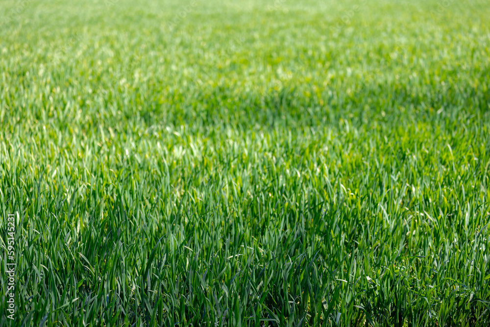 Selective focus of grass on the field, Green meadow lawn with warm sunlight, Abstract greenery background, Nature pattern with free copy space for your text. Selective focus of grass on the field, Green meadow lawn with warm sunlight, Abstract greenery background, Nature pattern with free copy space for your text.