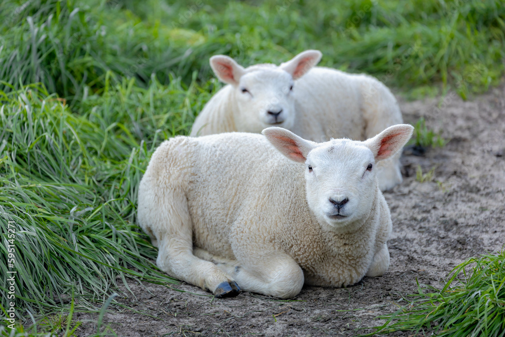 Selective focus of two newborn baby sheep sitting on green meadow, Young lambs walking on the grass field in spring season, Open farm with dairy cattle in countryside farm, Netherlands. Selective focus of two newborn baby sheep sitting on green meadow, Young lambs walking on the grass field in spring season, Open farm with dairy cattle in countryside farm, Netherlands.