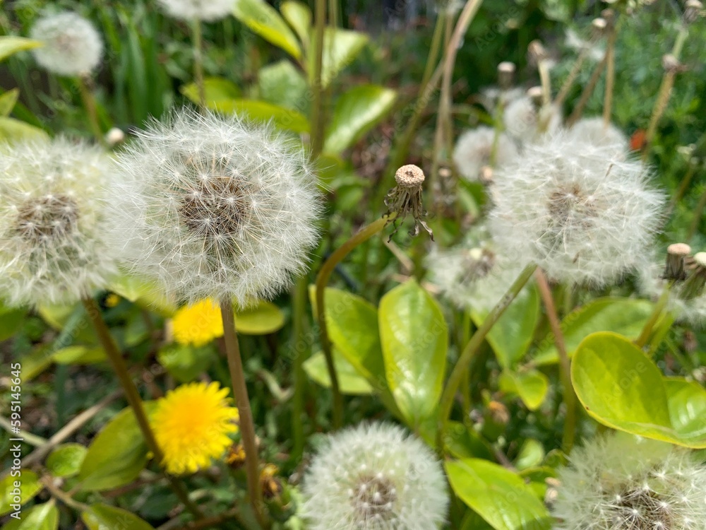 Obraz premium dandelion in the wind